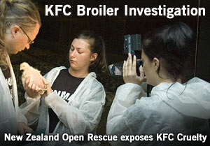 KFC Broiler Investigation